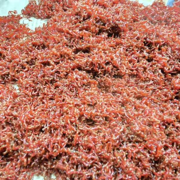 Jokers ochotka zanętowa