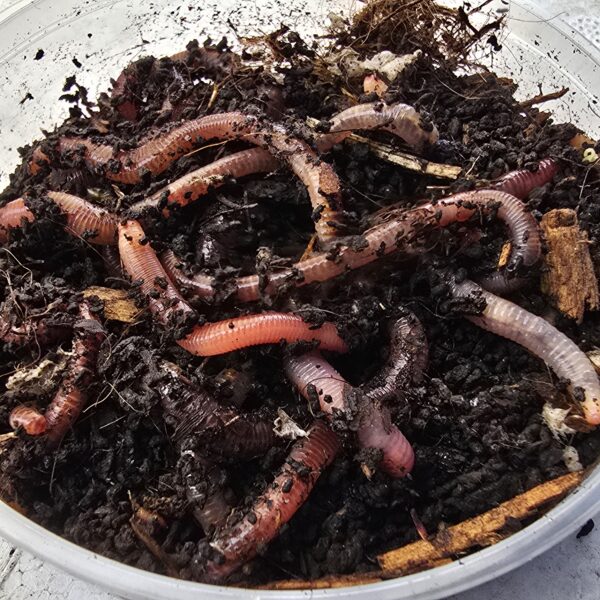 Dendrobena / Czerwony robak